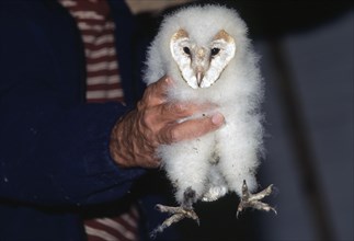 Ringer holding Barn owl