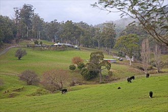Countryside showing farm and cows in meadow in winter