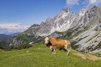 Alpine cow and mountain Grosse Bischofsmuetze