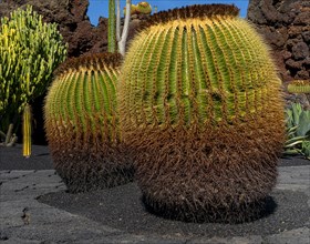 Golden ball cacti