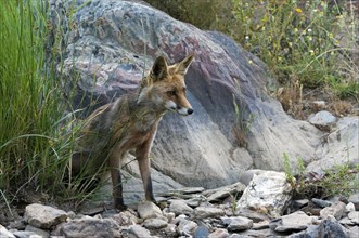 Red fox