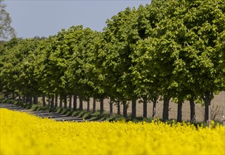 Avenue trees behind a rape field