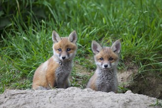 Two cute red fox