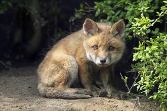 Curious young red fox