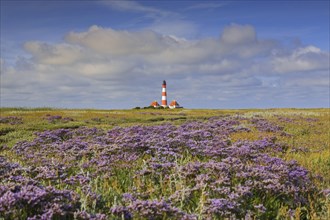 Sea-lavender in flower and lighthouse Westerheversand at Westerhever