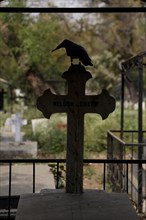 Silhouette of a crow perched on a cross at the Indian Christian Cemetery
