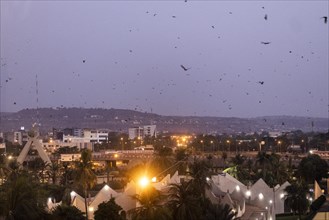 Birds stand out in the morning in Bamako