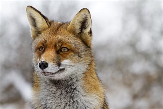 Close up of Red fox