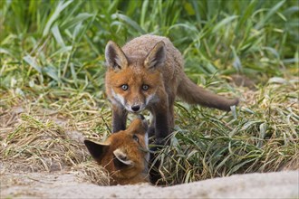 Young red foxes