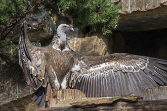 Sunbathing griffon vulture