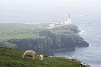 Sheep with lamb grazing on clifftop and Neist Point Lighthouse in the mist on the Isle of Skye