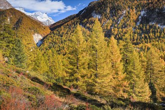 Autumnal larch forests near Zermatt with Strahlhorn and Adlerhorn in the background