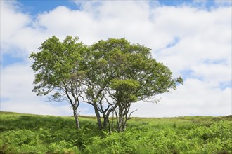 Group of birch trees in the Scottish Highlands in summer