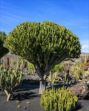 Succulents in the Jardin de Cactus