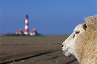 Lighthouse Westerheversand and sheep on salt marsh at Westerhever