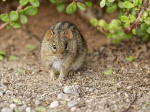 Four-striped grass mouse