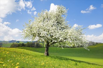 Solitary flowering pear tree in spring on the Hirzel