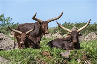 Herd of Watusi