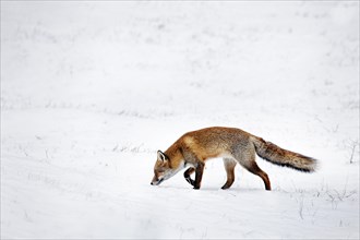 Hunting Red fox