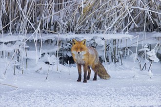 Solitary red fox