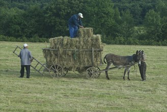Haymaking with donkey carts