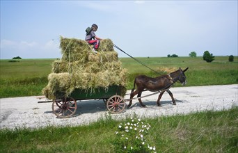 Boy on donkey cart loaded with hay