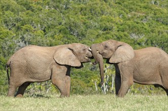 African bush elephants