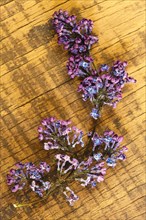 Withered Lilacs on a Wooden Background