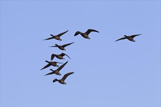 Brant geese