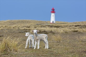 Two sheep lambs in front of red and white List-West lighthouse in the dunes on the island Sylt