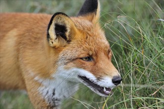 Close-up of Red fox