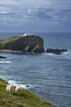 Two white sheep and the Stoer Head Lighthouse at the Point of Stoer in Sutherland