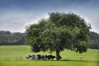 Cows looking for shelter under tree in field during downpour