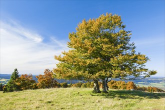 Beech tree in autumn colours in the Neuchatel Jura