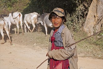 Burmese herder herding cows along road