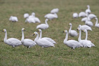 Flock of tundra swans