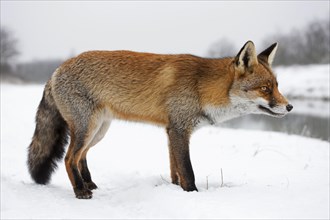 Red fox