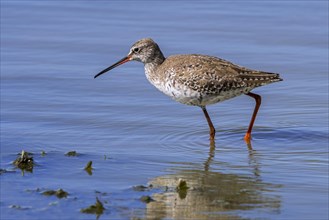 Spotted redshank
