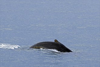 Scarred humpback whale