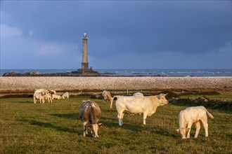 Cows in field and lighthouse at the Cap de La Hague