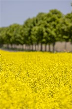 Avenue trees behind a rape field