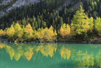 Yellow-coloured larch forest reflected in the mountain lake Lac de Derborence in the canton of Valais