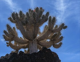 Succulents in the Jardin de Cactus