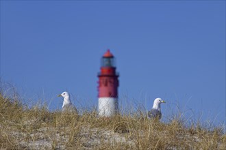 Two common gulls
