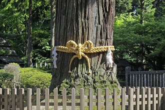Kitaguchi Hongu Fuji Sengen Jinja Shrine Shimenawa Rope on Fuji-Taro-Sugi tree Fuji-Yoshida city Yamanashi Japan Asia