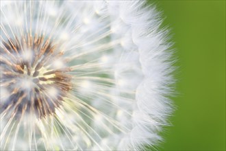 Graphic close-up of dandelion seeds in spring