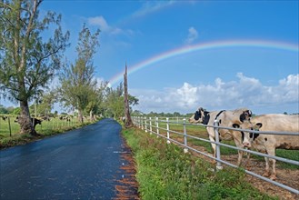 Rainbow and dairy cows in field along country road in the central part of Puerto Rico