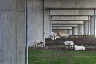 Cows grazing under highway bridge