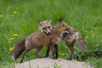 Two red foxes