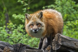 Three-legged red fox